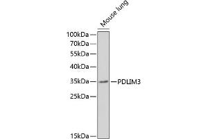 Western blot analysis of extracts of mouse lung, using PDLIM3 antibody (ABIN6131066, ABIN6145400, ABIN6145401 and ABIN6221959) at 1:1000 dilution. (PDLIM3 antibody  (AA 70-230))