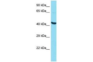 Host: Rabbit Target Name: P2RY10 Sample Type: HepG2 Whole Cell lysates Antibody Dilution: 1. (P2RY10 antibody  (N-Term))