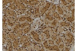 ABIN6274011 at 1/100 staining Rat kidney tissue by IHC-P. (FUBP1 antibody  (C-Term))