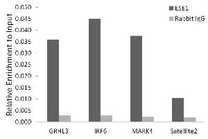 Chromatin immunoprecipitation analysis of extracts of HepG2 cells, using ESE1/ELF3 antibody (ABIN7266885) and rabbit IgG. (ELF3 antibody)