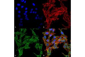 Immunocytochemistry/Immunofluorescence analysis using Rabbit Anti-ATG4C Polyclonal Antibody .