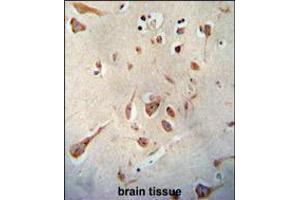 SERPINI1 antibody immunohistochemistry analysis in formalin fixed and paraffin embedded human brain tissue followed by peroxidase conjugation of the secondary antibody and DAB staining. (Neuroserpin antibody  (N-Term))
