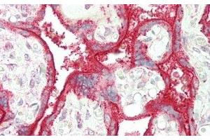 Detection of SIGLEC7 in Human Placenta Tissue using Polyclonal Antibody to Sialic Acid Binding Ig Like Lectin 7 (SIGLEC7) (SIGLEC7 antibody  (AA 38-121))