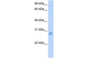 Western Blotting (WB) image for anti-Mediator Complex Subunit 4 (MED4) antibody (ABIN2463349)