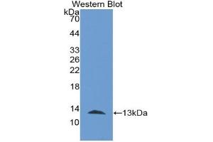 Detection of Recombinant Trx, Human using Monoclonal Antibody to Thioredoxin (Trx) (TXN antibody  (AA 1-105))