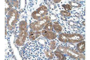 SOCS1 antibody was used for immunohistochemistry at a concentration of 4-8 ug/ml to stain Epithelial cells of renal tubule (arrows) in Human Kidney. (SOCS1 antibody  (N-Term))