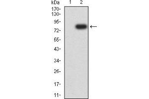 Western blot analysis using VIM mAb against HEK293 (1) and VIM (AA: 2-466)-hIgGFc transfected HEK293 (2) cell lysate. (Vimentin antibody  (AA 2-466))