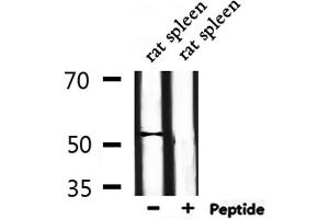 Western blot analysis of extracts from rat spleen, using DUSP10 Antibody. (DUSP10 antibody  (Internal Region))