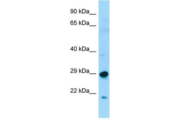 SPAG7 antibody  (N-Term)