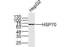 HepG2 cell lysates probed with HSP70 (5G10) Monoclonal Antibody, unconjugated (bsm-33048M) at 1:300 overnight at 4°C followed by a conjugated secondary antibody for 60 minutes at 37°C. (HSP70 antibody)