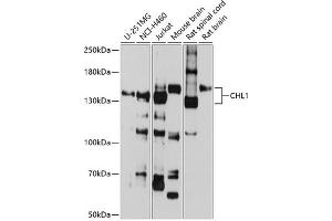 Western blot analysis of extracts of various cell lines, using CHL1 antibody (ABIN6133354, ABIN6138535, ABIN6138536 and ABIN6225066) at 1:1000 dilution. (CHL1 antibody  (AA 690-950))