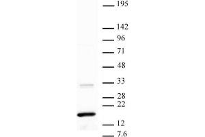 Western blot of Histone H3 trimethyl Lys36 antibody.