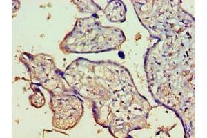 Immunohistochemistry of paraffin-embedded human placenta tissue using ABIN7165426 at dilution of 1:100 (FAM16B1 (AA 1-738) antibody)