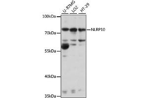 Western blot analysis of extracts of various cell lines, using NLRP10 antibody (ABIN7268936) at 1:1000 dilution. (NLRP10 antibody  (AA 1-300))