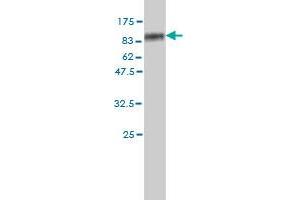 SLC4A4 antibody  (AA 1-646)