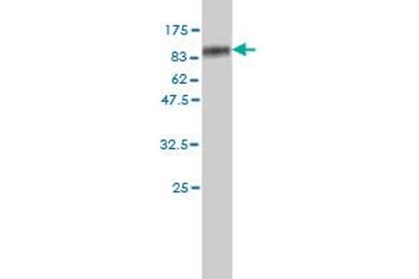 SLC4A4 antibody  (AA 1-646)