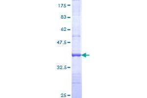 JAK1 Protein (AA 221-320) (GST tag)