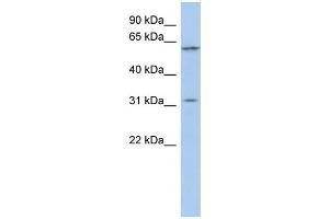 WB Suggested Anti-C1orf110 Antibody Titration: 0. (C1ORF110 antibody  (Middle Region))