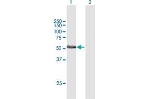 Western Blot analysis of RRP1 expression in transfected 293T cell line by RRP1 MaxPab polyclonal antibody.