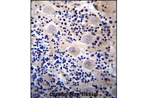 REPS2 Antibody (N-term) (ABIN657055 and ABIN2846222) immunohistochemistry analysis in formalin fixed and paraffin embedded human cerebellum tissue followed by peroxidase conjugation of the secondary antibody and DAB staining. (REPS2 antibody  (N-Term))