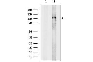 Western blot analysis of lysates from Mcf7, using TOPRS Antibody.