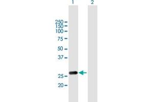Western Blot analysis of RAB20 expression in transfected 293T cell line by RAB20 MaxPab polyclonal antibody.