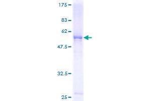 FCN3 Protein (AA 1-288) (GST tag)