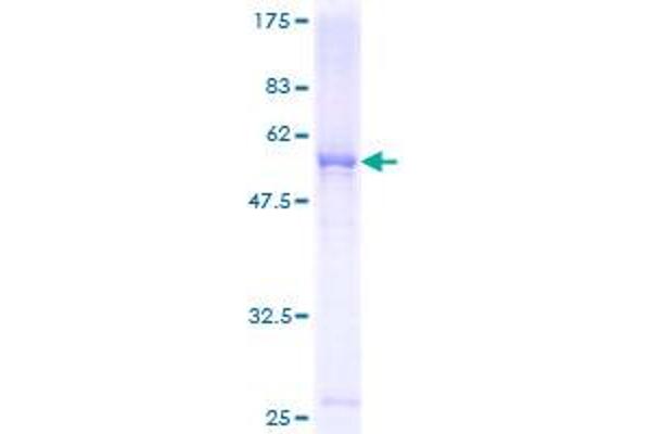 FCN3 Protein (AA 1-288) (GST tag)