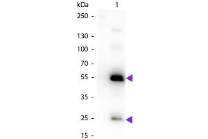 Western Blot of Biotin Conjugated Rabbit Anti-Human IgG Pre-Adsorbed Secondary Antibody. (Rabbit anti-Human IgG (Heavy & Light Chain) Antibody (Biotin) - Preadsorbed)