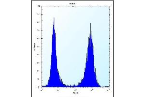 CCT8 Antibody (C-term) (ABIN656431 and ABIN2845721) flow cytometric analysis of K562 cells (right histogram) compared to a negative control cell (left histogram). (CCT8 antibody  (C-Term))