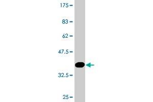 ZNF224 antibody  (AA 95-190)