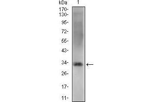 Western blot analysis using ZFP42 mouse mAb against NIH/3T3 cell lysate.