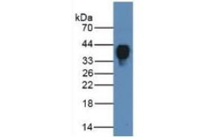 Rabbit Detection antibody from the kit in WB with Positive Control: Sample Human Serum Tissue.