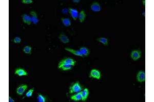 Immunofluorescent analysis of MCF-7 cells using ABIN7162550 at dilution of 1:100 and Alexa Fluor 488-congugated AffiniPure Goat Anti-Rabbit IgG(H+L) (ZDHHC3 antibody  (AA 94-171))