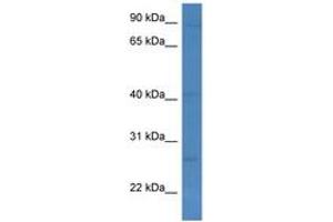 Image no. 1 for anti-Killer Cell Lectin-Like Receptor Subfamily C, Member 1 (KLRC1) (C-Term) antibody (ABIN6746969) (KLRC1 antibody  (C-Term))