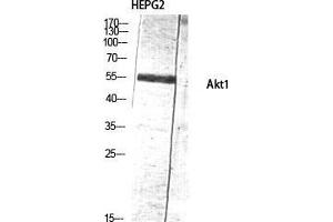 Western Blot (WB) analysis of HepG2 lysis using Akt1 antibody. (AKT1 antibody  (Ser137))