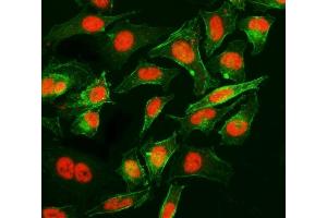 IF analysis of Cyclophilin E/PPIE using anti-Cyclophilin E/PPIE antibody (ABIN7599242). (PPIE antibody  (AA 1-301))
