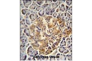 PRSS3 antibody (N-term) (ABIN654446 and ABIN2844180) immunohistochemistry analysis in formalin fixed and paraffin embedded human pancreas tissue followed by peroxidase conjugation of the secondary antibody and DAB staining. (PRSS3 antibody  (N-Term))