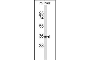 Mouse Nek6 Antibody (C-term) (ABIN657847 and ABIN2846808) western blot analysis in mouse liver tissue lysates (35 μg/lane). (NEK6 antibody  (C-Term))