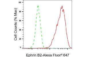 Flow cytometric analysis of Ephrin B2 expression in HAP-1 cells using Ephrin B2 antibody (ABIN7798458), 1:2,000).