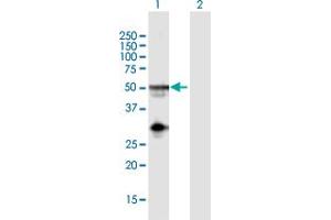 Western Blot analysis of NAPSA expression in transfected 293T cell line by NAPSA MaxPab polyclonal antibody. (NAPSA antibody  (AA 1-420))