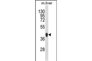 Western blot analysis of HPD Antibody in mouse liver tissue lysates (35ug/lane) (HPD antibody  (C-Term))
