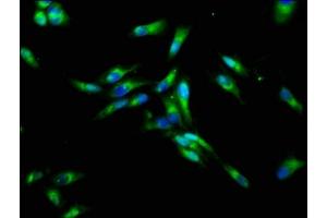 Immunofluorescence staining of Hela cells with ABIN7161356 at 1:133, counter-stained with DAPI.