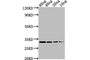 Western Blot Positive WB detected in Recombinant protein All lanes: omp antibody at 1:2000 Secondary Goat polyclonal to rabbit IgG at 1/50000 dilution Predicted band size: 32 kDa Observed band size: 32 kDa (OMP antibody  (AA 20-159))