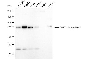 Western blotting analysis using BAG cochaperone 3 antibody (ABIN7800911).