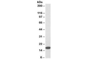 Western blot testing of HeLa cell lysate with IFITM3 antibody at 1ug/ml. (IFITM3 antibody)