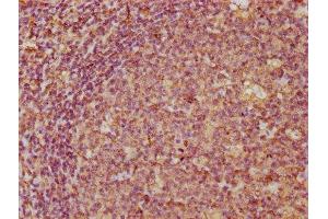 IHC image of ABIN7145979 diluted at 1:300 and staining in paraffin-embedded human tonsil tissue performed on a Leica BondTM system. (CCL21 antibody  (AA 24-134))