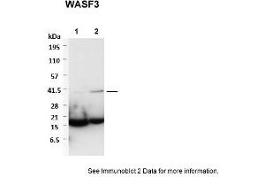 Sample Type: 1. (WASF3 antibody  (Middle Region))