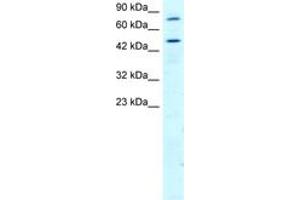 RGS antibody  (AA 230-279)