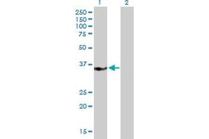 Western Blot analysis of MED27 expression in transfected 293T cell line by MED27 MaxPab polyclonal antibody. (MED27 antibody  (AA 1-311))